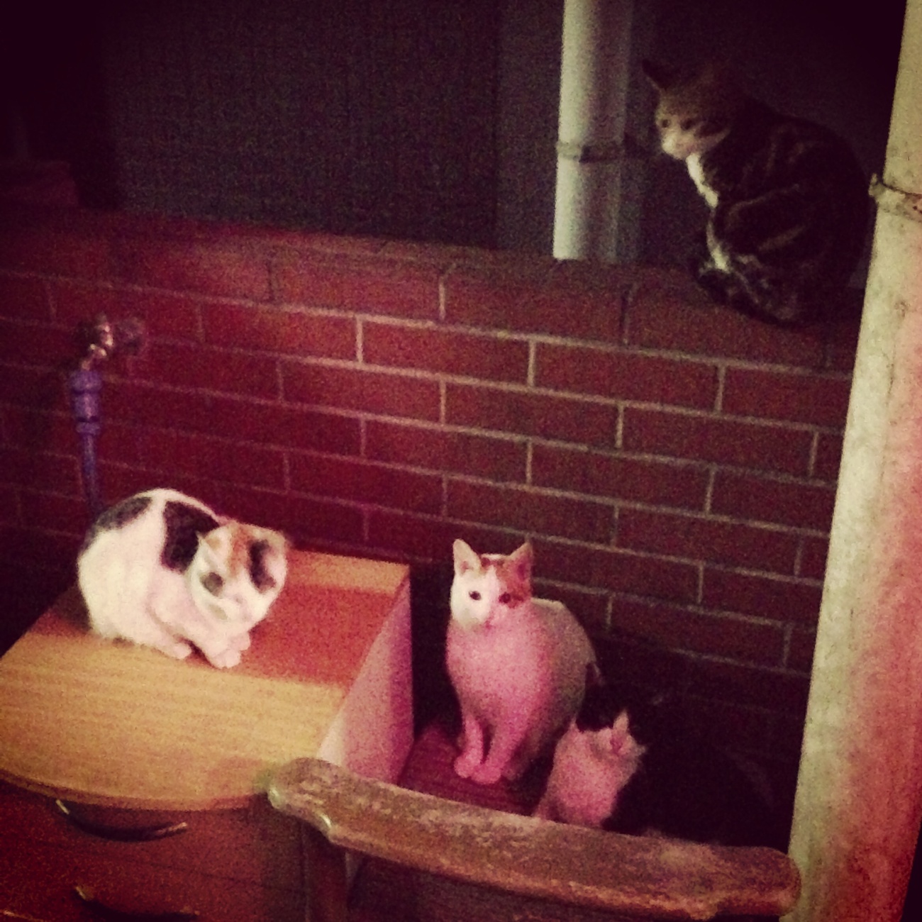 お店出ると猫だらけ